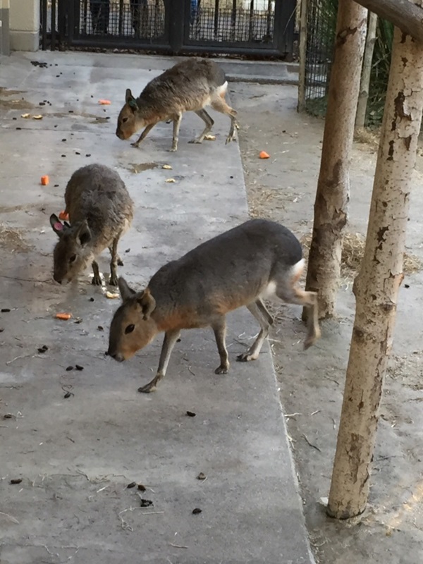 動物公園