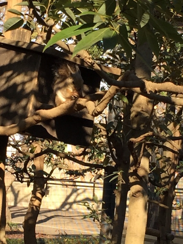 動物公園