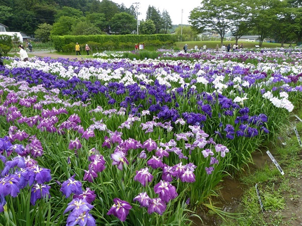 あやめ祭り　大崎シティデンタルクリニック