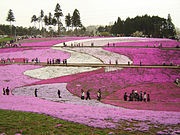 桜前線